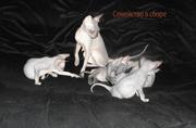 Продам 2-х котиков шоу класса породы - Донской сфинкс