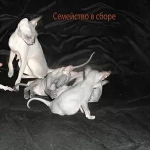 Продам 2-х котиков шоу класса породы - Донской сфинкс
